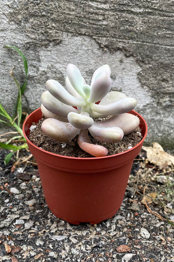 Pachyphytum "Moon Stones" plant in a 4" growers pot.