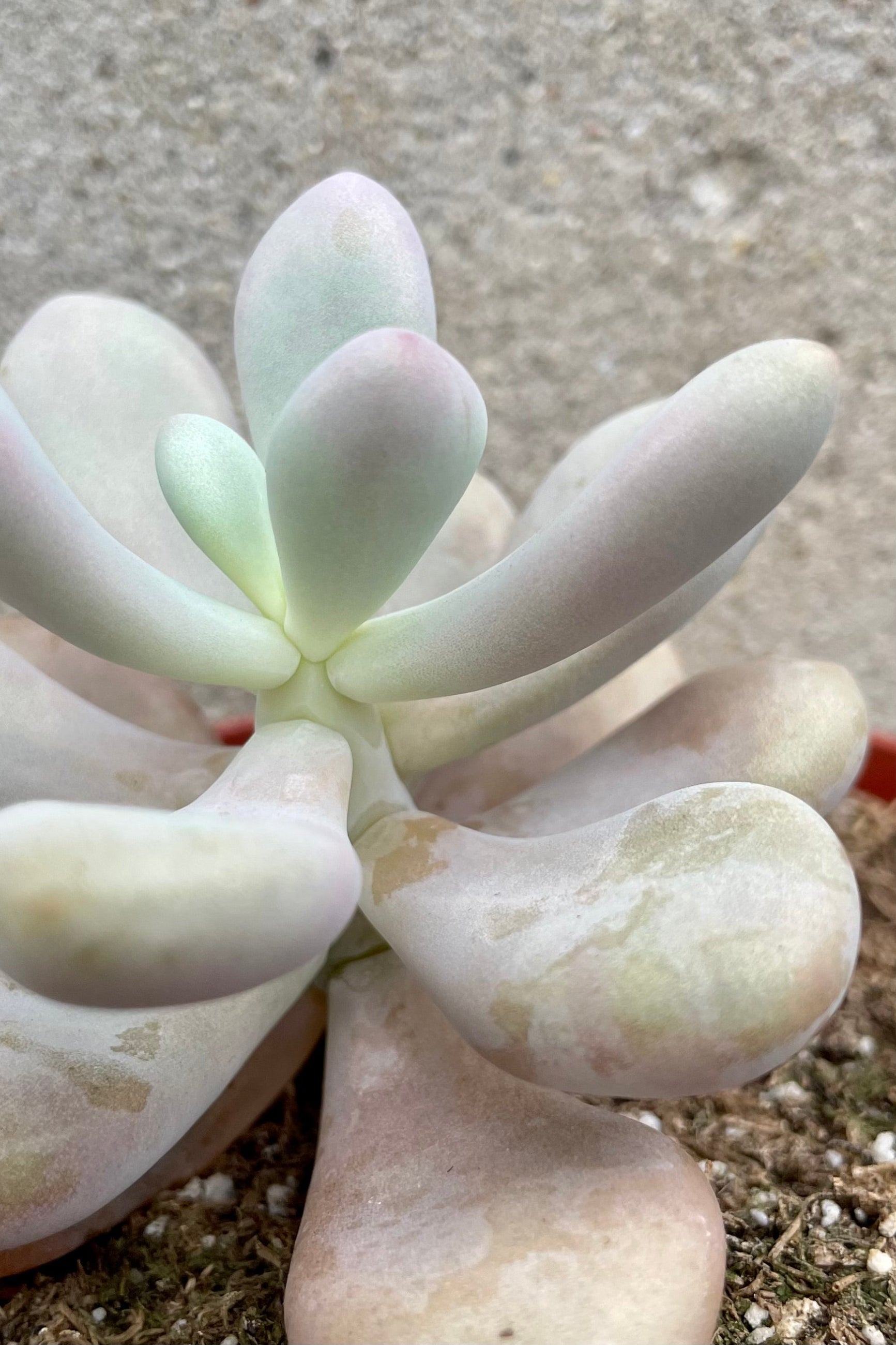 up close picture of the thick light colored leaves of the Pachyphytum "Moon Stones" plant ©Sprout Home