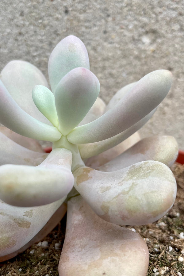 up close picture of the thick light colored leaves of the Pachyphytum "Moon Stones" plant