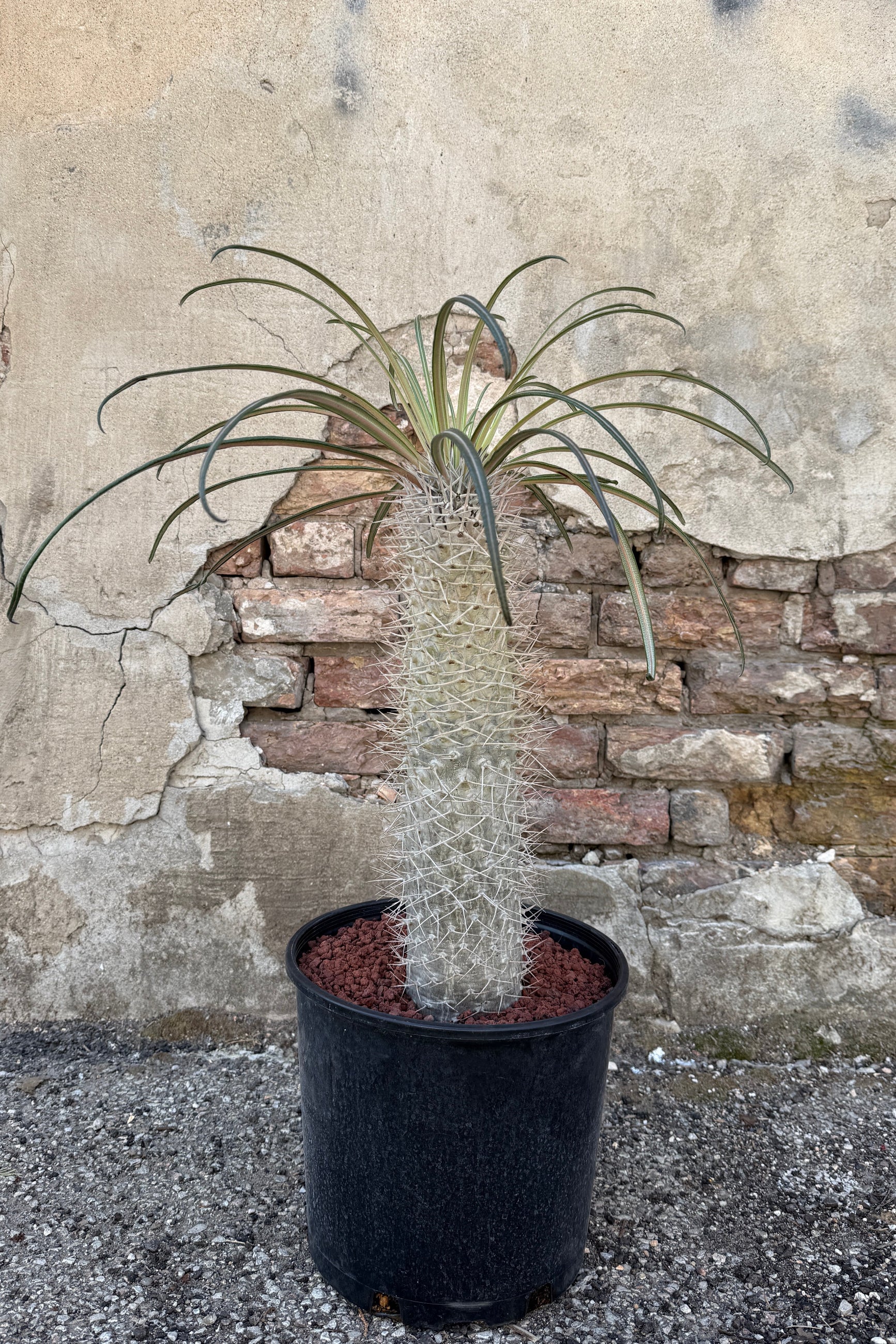 Pachypodium geayi in a 10" growers pot and with leaves  in front of a stone wall ©Sprout Home
