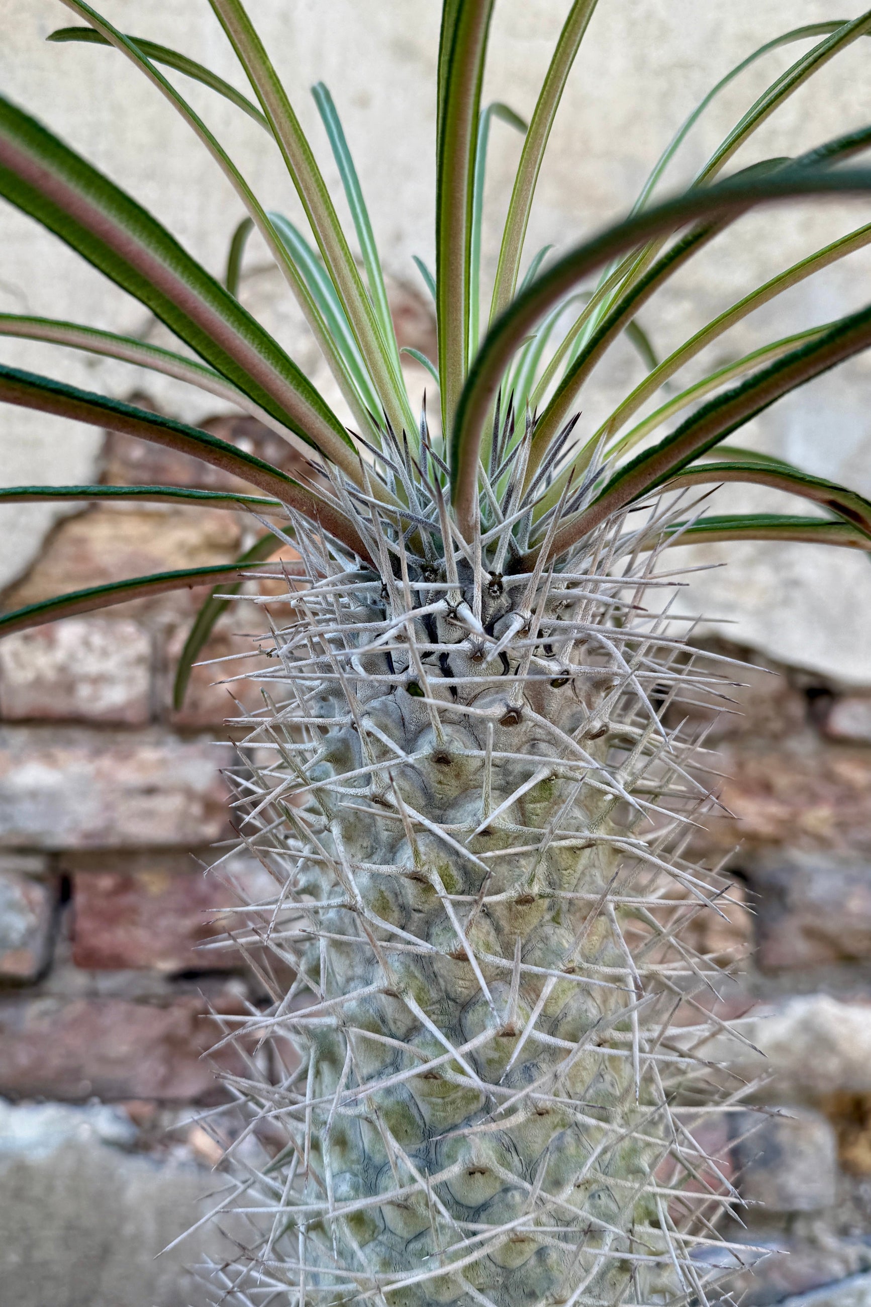Spiky Pachypodium geayi plant with a textured surface against a stone wall background ©Sprout Home