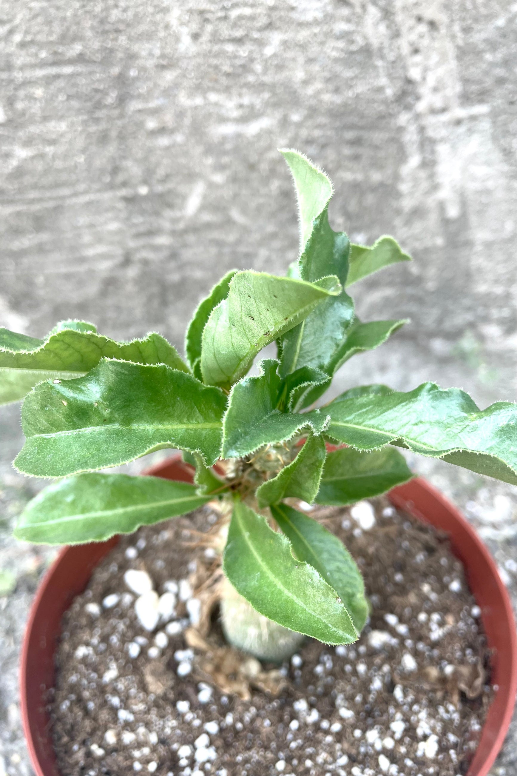 A detailed view of Pachypodium saundersii 6" against concrete backdrop ©Sprout Home