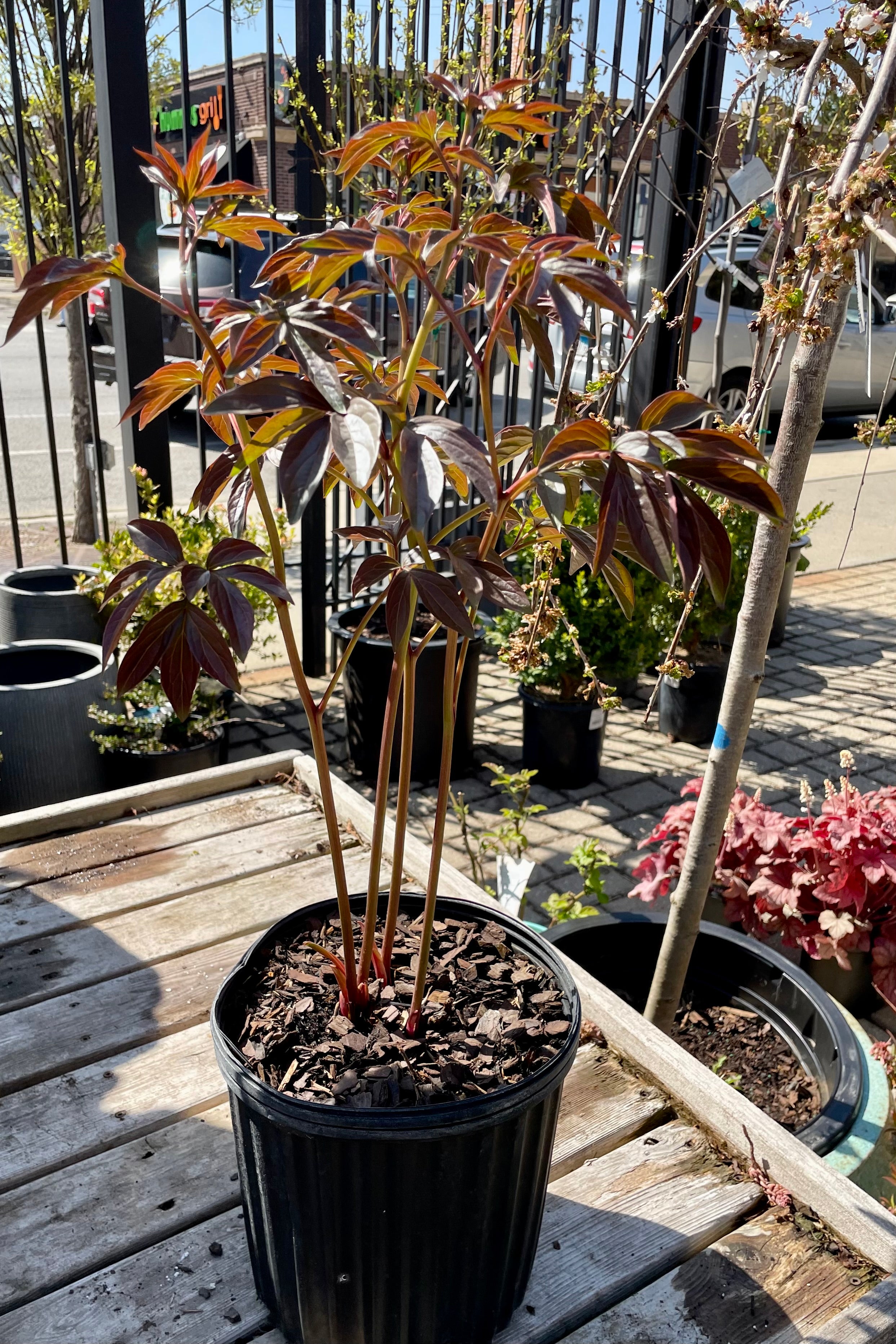 Paeonia 'Sarah Bernhardt' in a #2 pot the beginning of May before setting bud and exhibiting a little burgundy color on the leaves. 