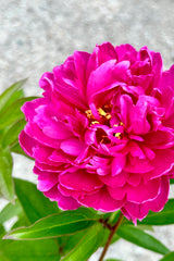 Paeonia 'Bunker Hill' detail of its fluffy fuchsia flower mid may