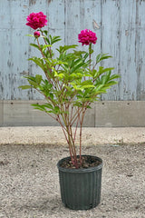 Peony 'Bunker Hill' in a #2 growers pot in bloom with its fuchsia flowers mid May.