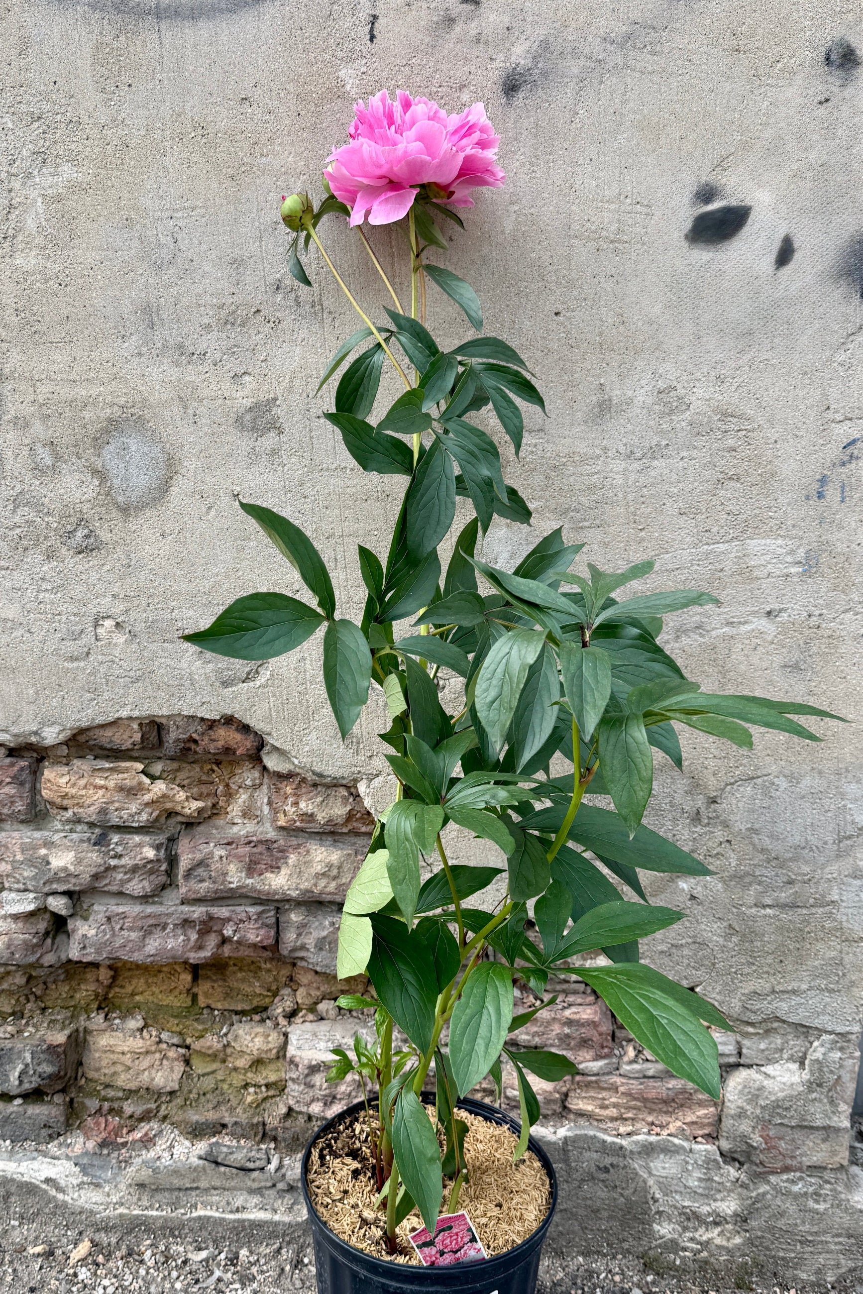 Paeonia 'Dr. Alexander Fleming' in a #2 growers pot just starting to bloom the middle/end of May ©Sprout Home
