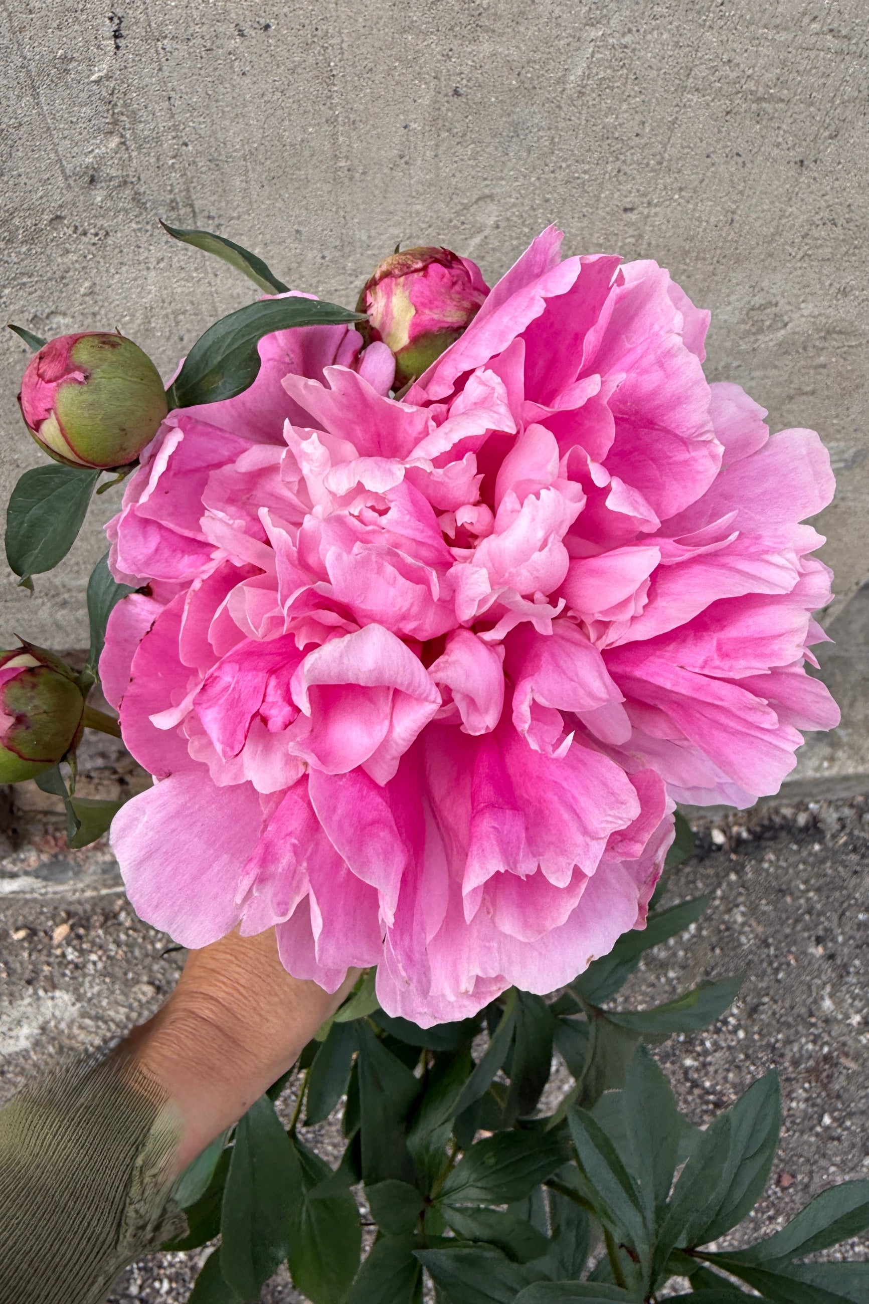 Pink Paeonia 'Dr. Alexander Fleming' flower with green leaves against a concrete wall the middle/end of May ©Sprout Home