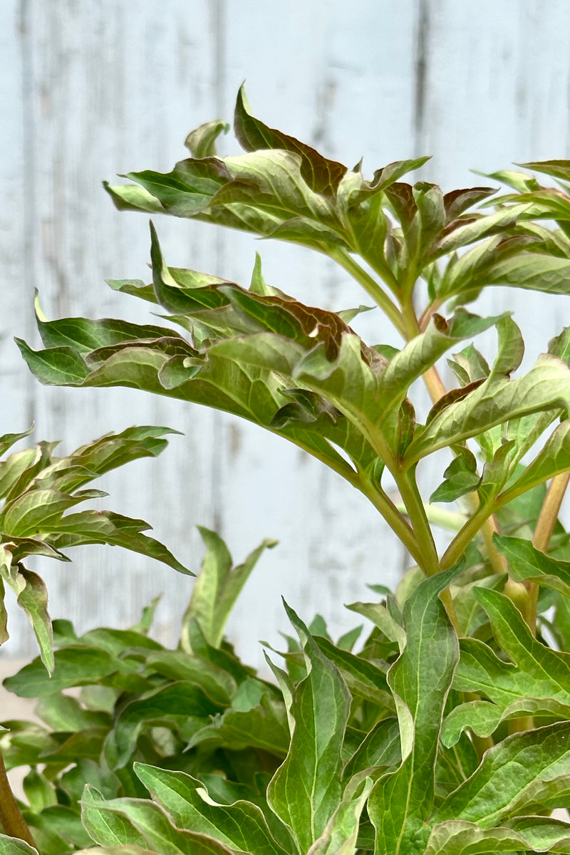 The ruffled new late April leaves of the Paeonia Itoh 'Duchesse de Lorraine'.