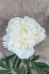 The double petal white flower of the Paeonia 'Duchesse de Nemours' the end of May