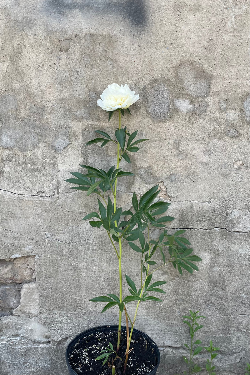 Paeonia 'Duchesse de Nemours' in a #2 growers pot with a single white flower against a grey wall the end of May