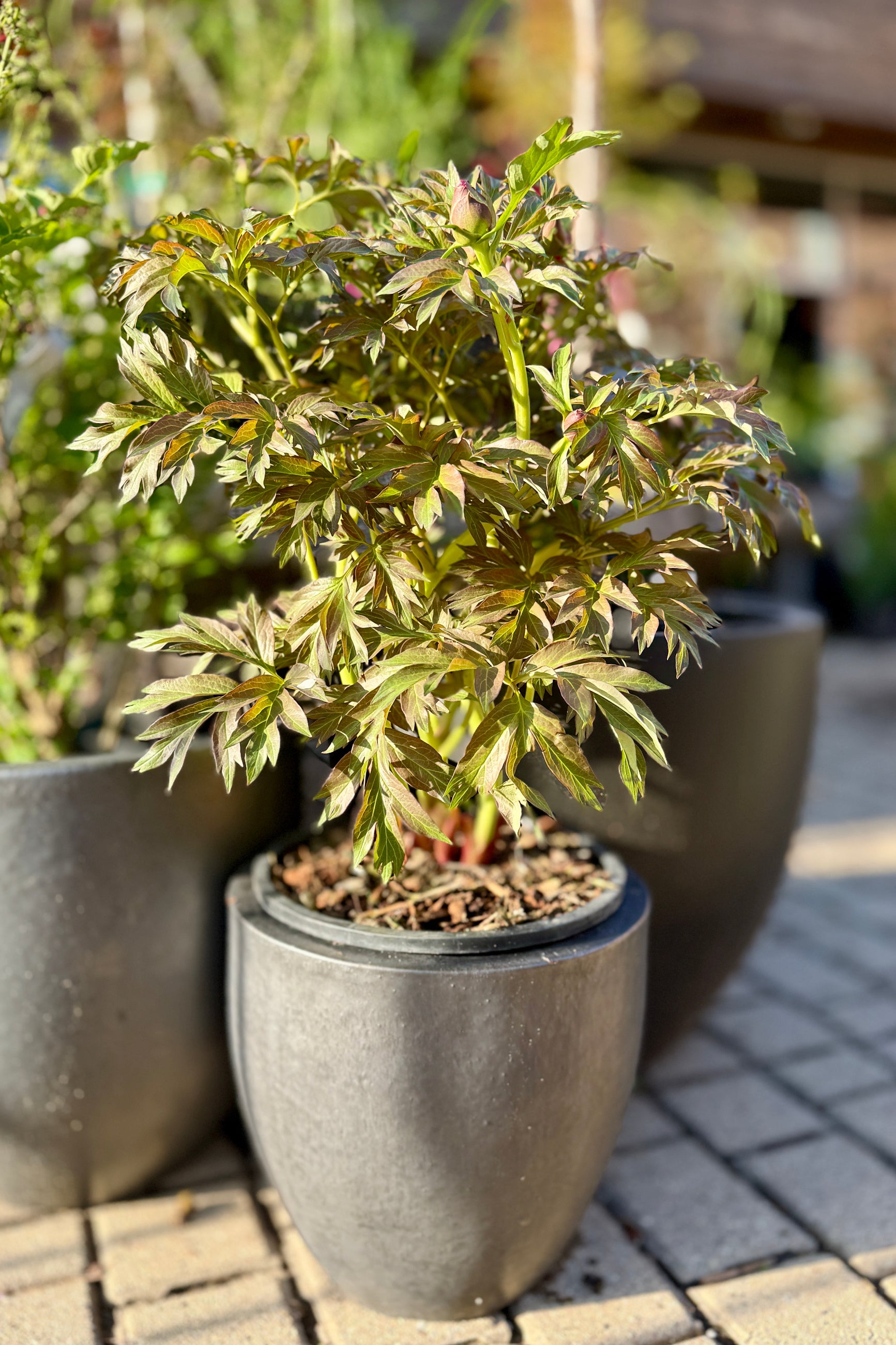 Paeonia x 'Gordon E. Simonson' #3 siting I na gray ceramic pot  the beginning of Spring in a garden setting with other plants and a paved ground. ©Sprout Home