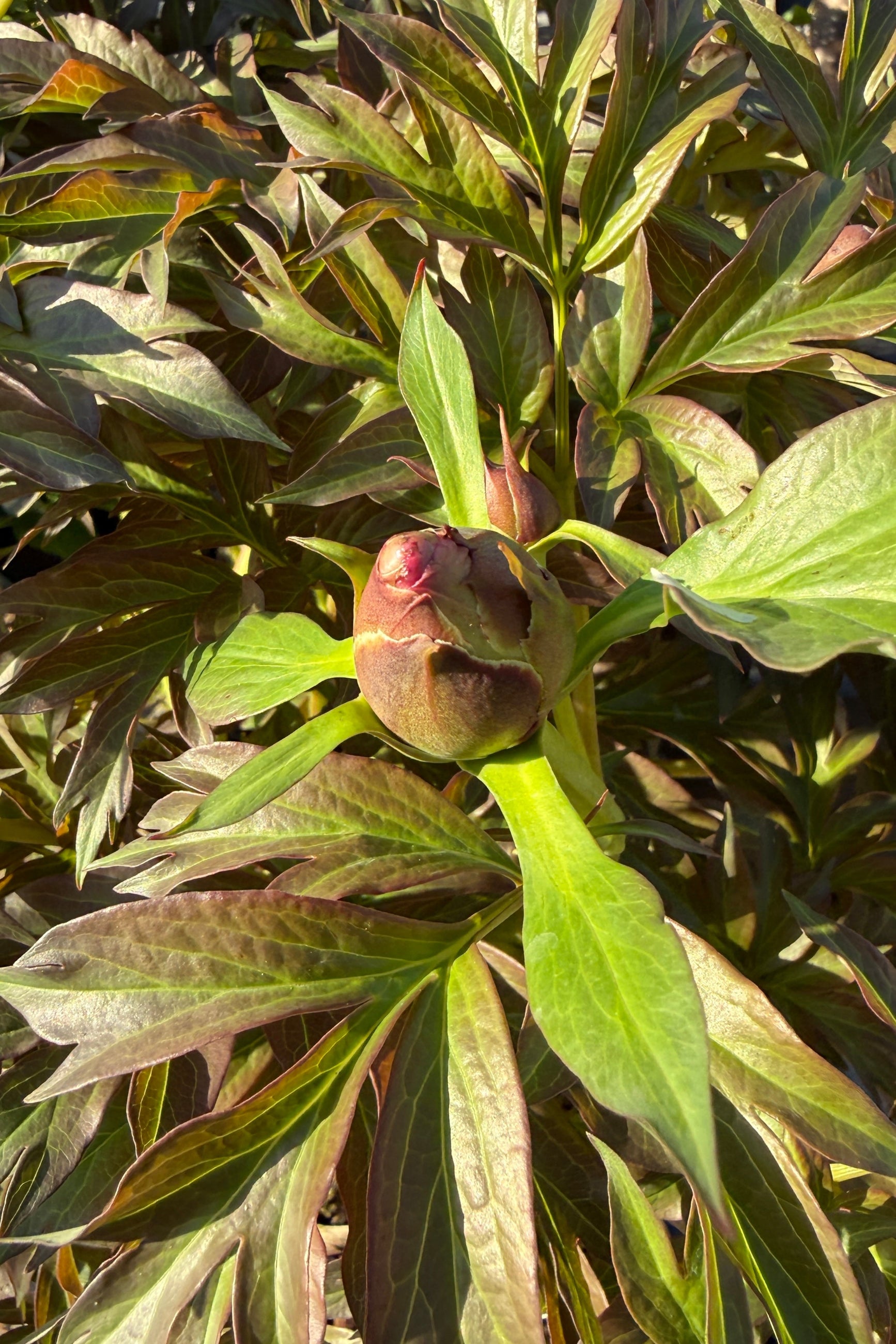 Close-up of a peony bud of Paeonia x 'Gordon E. Simonson' in early spring surrounded by large green leaves ©Sprout Home