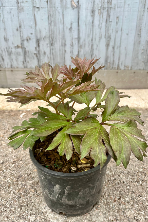 Paeonia 'Julia Rose' in a #3 growers pot the end of April with its fresh leaf growth before setting bud.