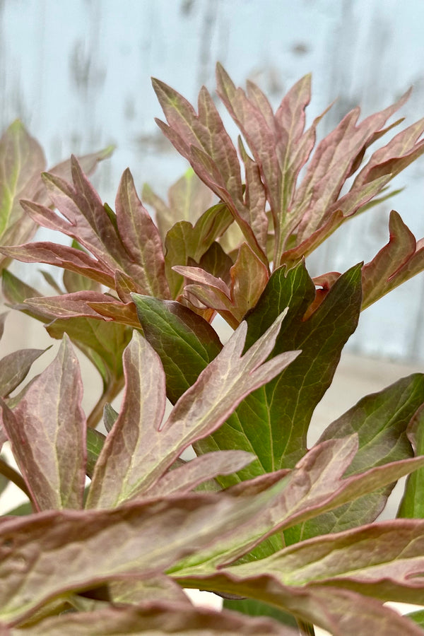 The auburn fraed copper to green leaves of the Paeonia 'Julia Rose' the end of April before blooming. 