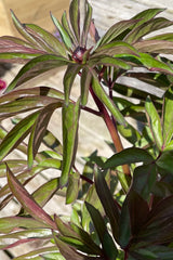 Paeonia 'Kansas' showing the leaves and beginning buds the beginning of May at Sprout Home. 