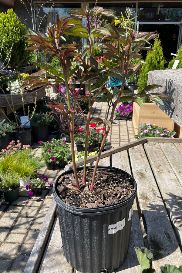 Paeonia 'Kansas' in a #2 growers pot the beginning of May starting to bud amongst the green with burgundy markings . 