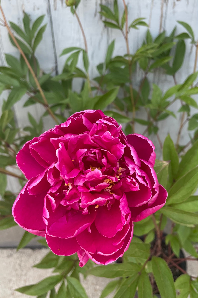 The open bright fuchsia double bloom of the Paeonia 'Karl Rosenfield' the end of May