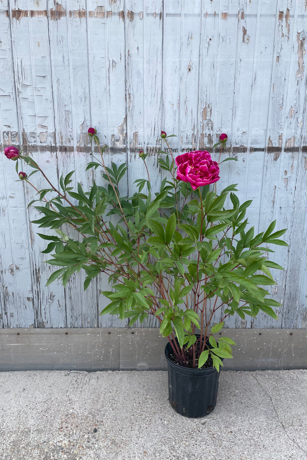 Paeonia 'Karl Rosenfield' the end of May starting to open its buds in to fuchsia flowers in a #2 pot. 