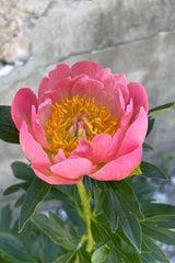 The open pink coral flower with yellow center the end of May of the Paeonia 'Pink Hawaiian Coral'