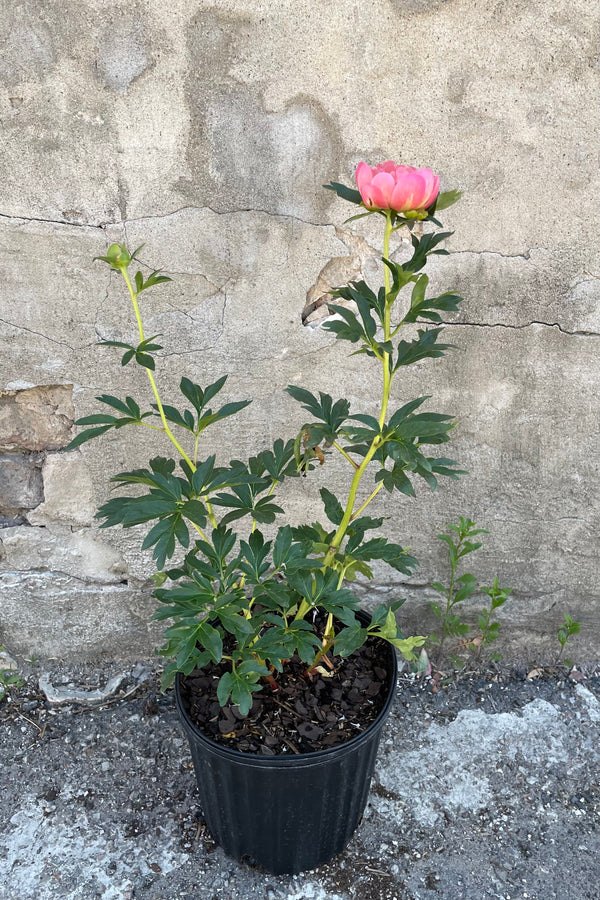 The open flower of the Paeonia 'Pink Hawaiian Coral' peony the end of May with its pink coral flower.