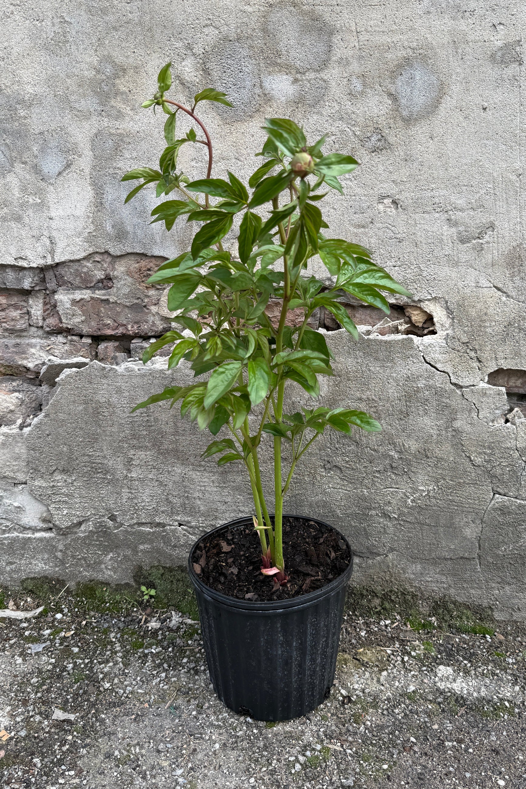 Paeonia 'Raspberry Sunday' #2 the beginning of May with buds ©Sprout Home