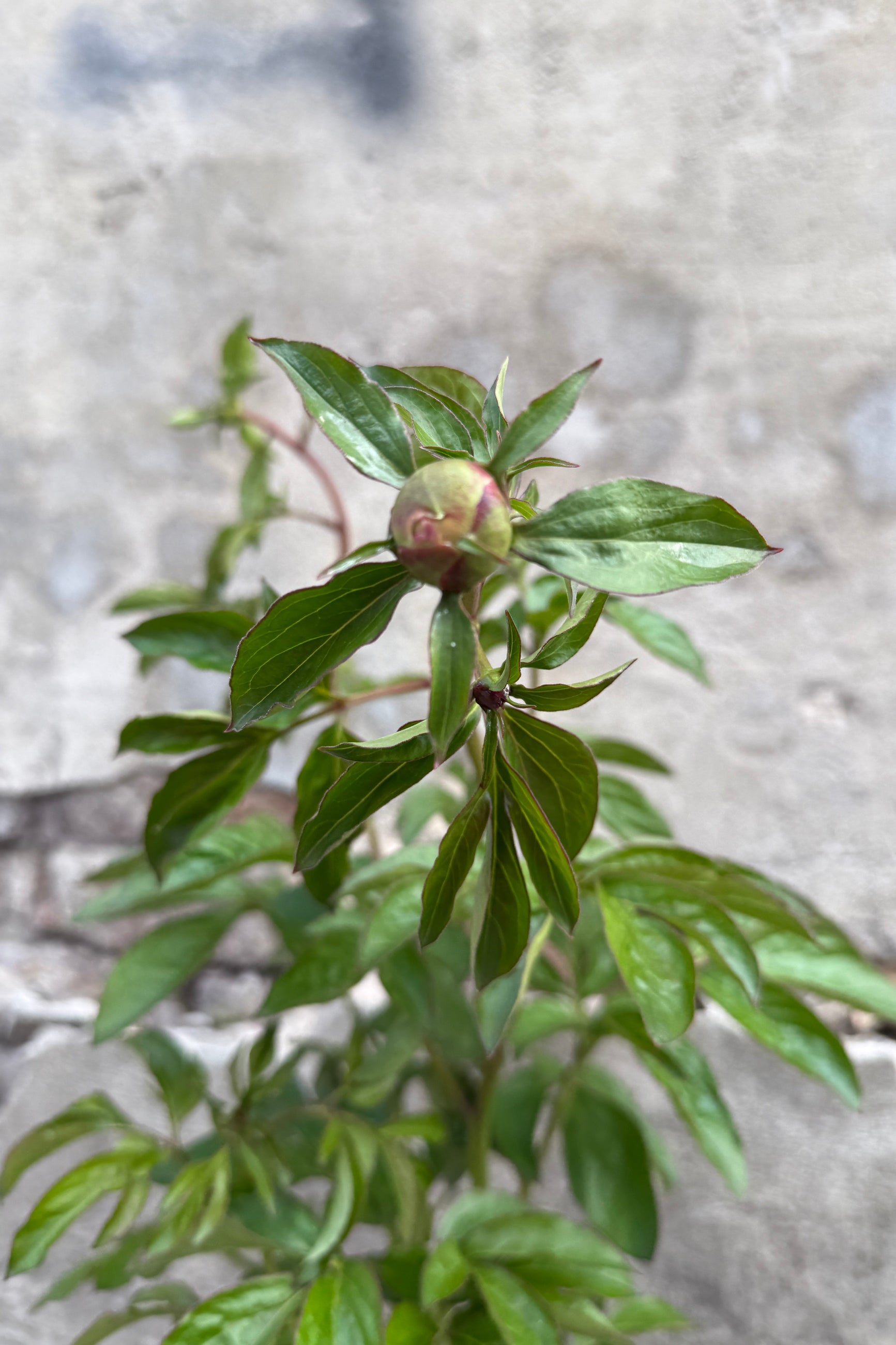 Paeonia 'Raspberry Sunday' #2 the beginning of May with buds ©Sprout Home