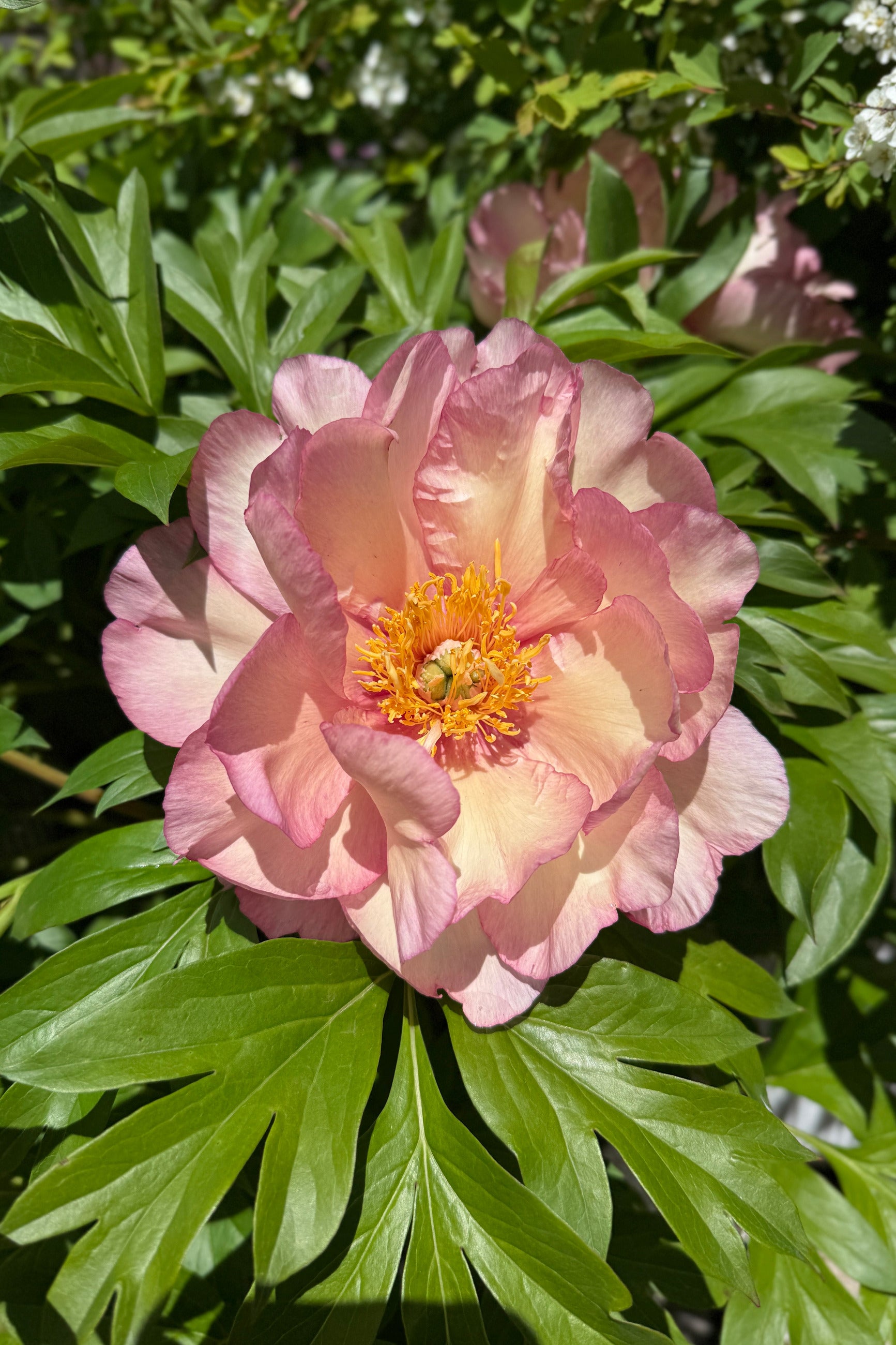 A full open bloom of Paeonia x 'Scrumdidleumptious' mid May and up close ©Sprout Home