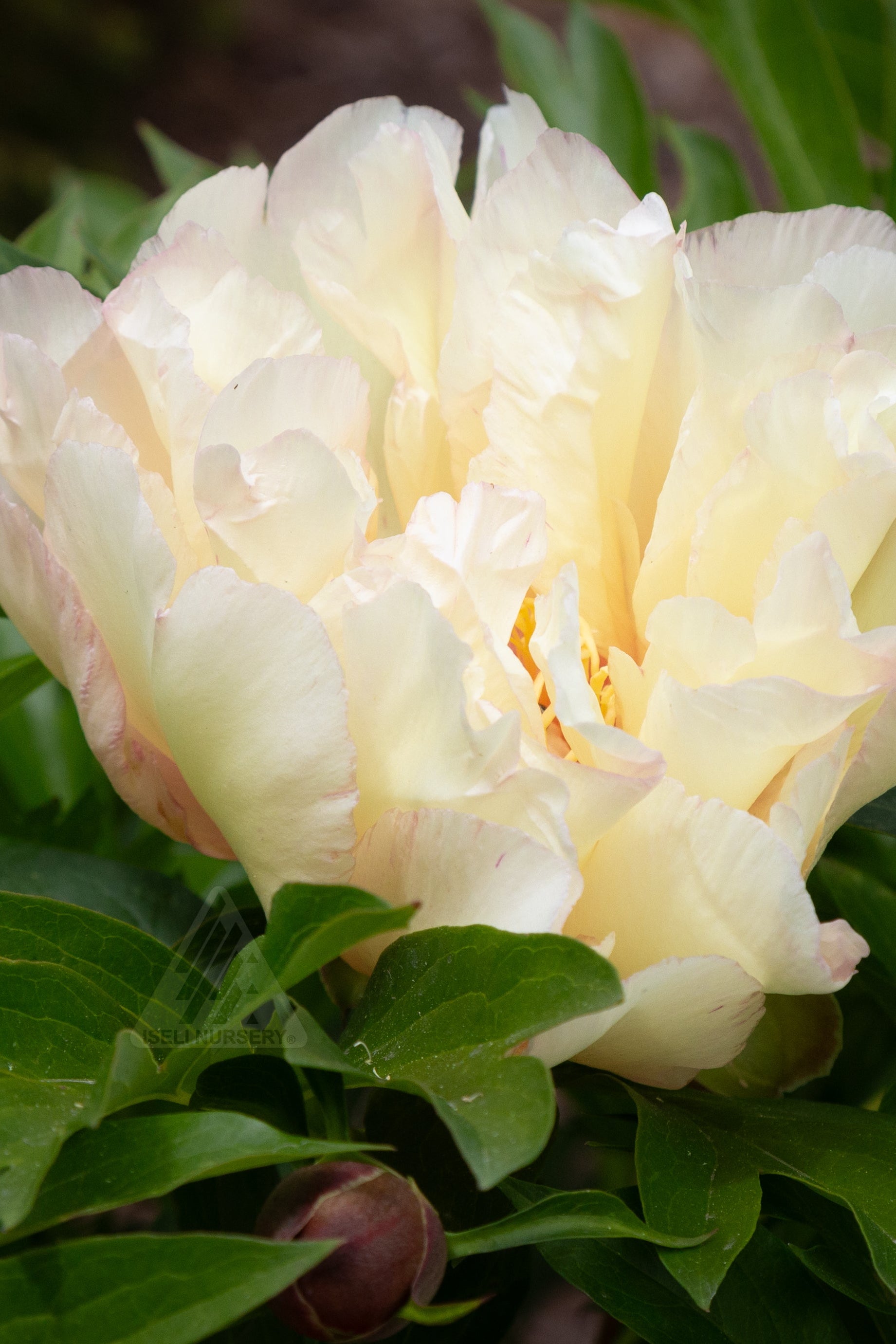 Cream-colored peony 'Scrumdidleumptious' flower surrounded by green leaves ©Iseli Nursery