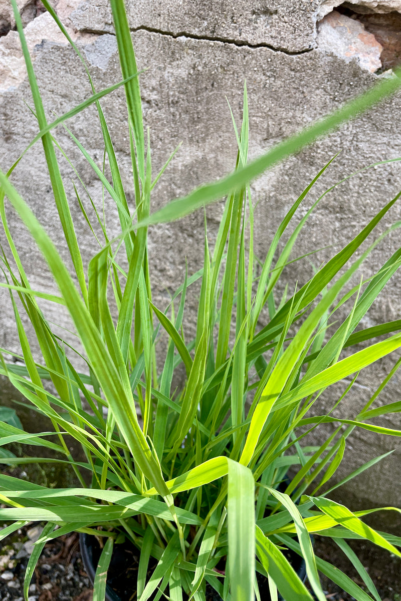 Up close detail of the thick new blades of Panicum 'Heavy Metal' the end of May.