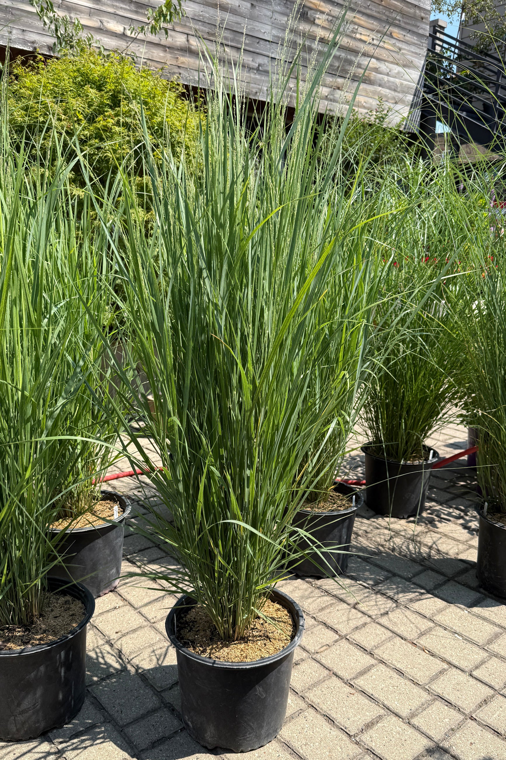 Panicum 'Northwind' beginning to flower potted in a #3 growers in the yard at Sprout Home the beginning of August ©Sprout Home 