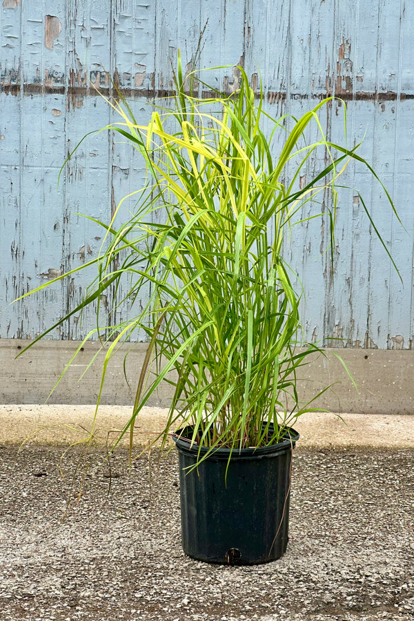 Panicum 'Rotstrahlbusch' in a #3 growers pot the middle of June 