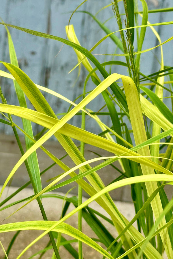 The light green blades up close of Panicum 'Rotstrahlbusch' mid June