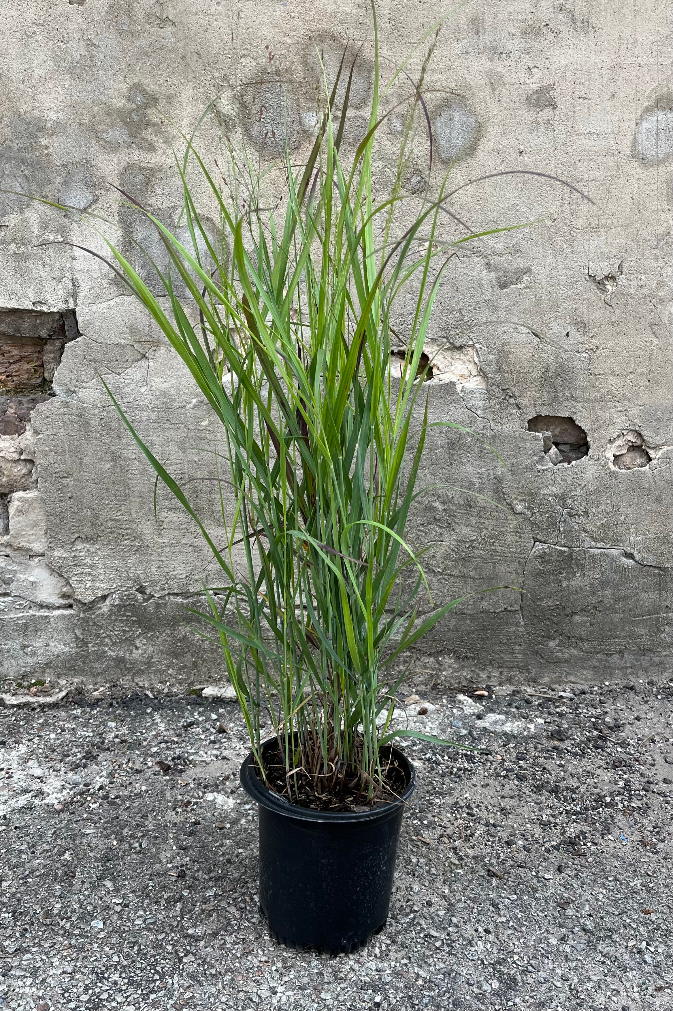 Panicum 'Shenandoah' in a #1 growers pot in mid August just as the blades start turning a deeper color.