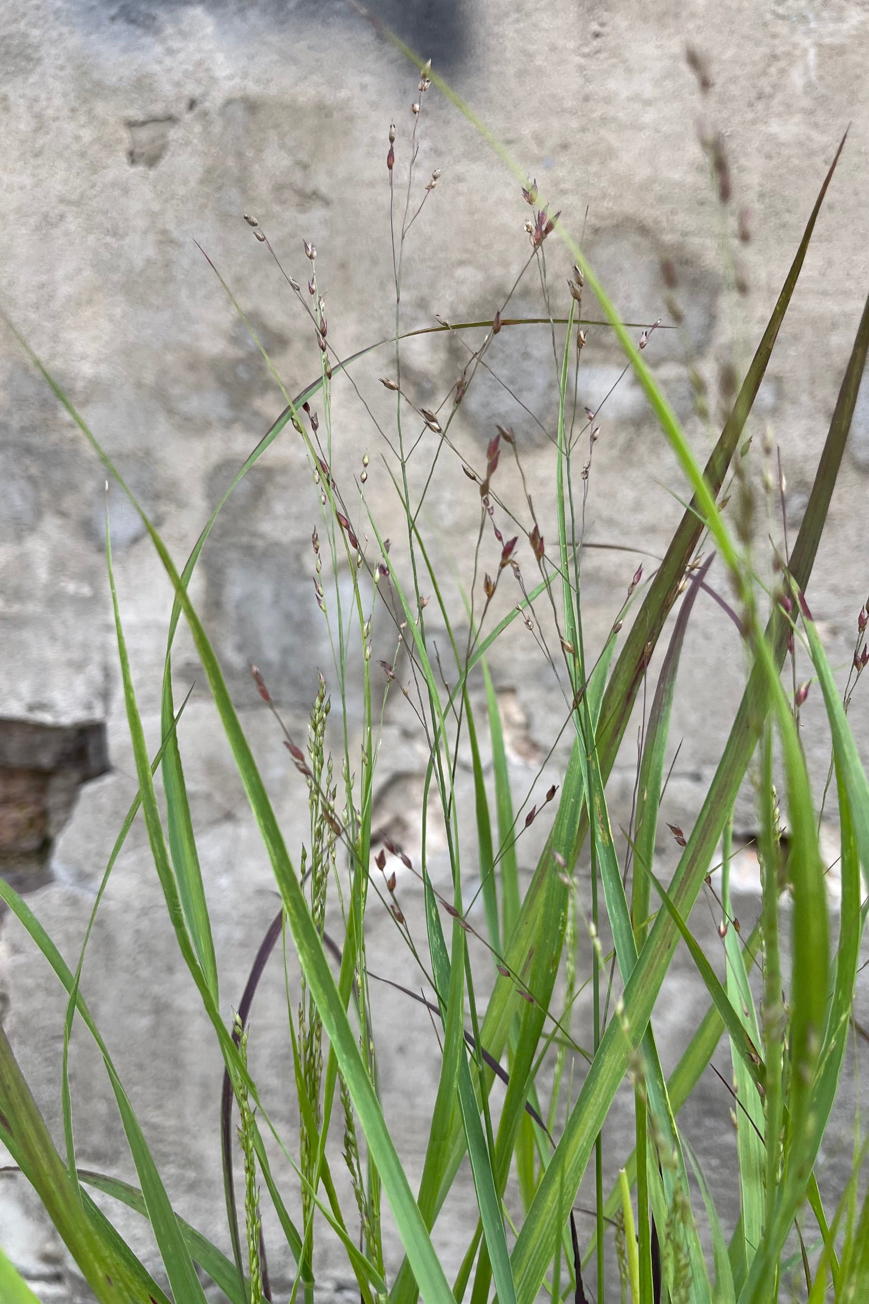 A detail of the green blades of the Panicum 'Shenandoah' in mid August, the foliage just starting to turn burgundy ©Sprout Home