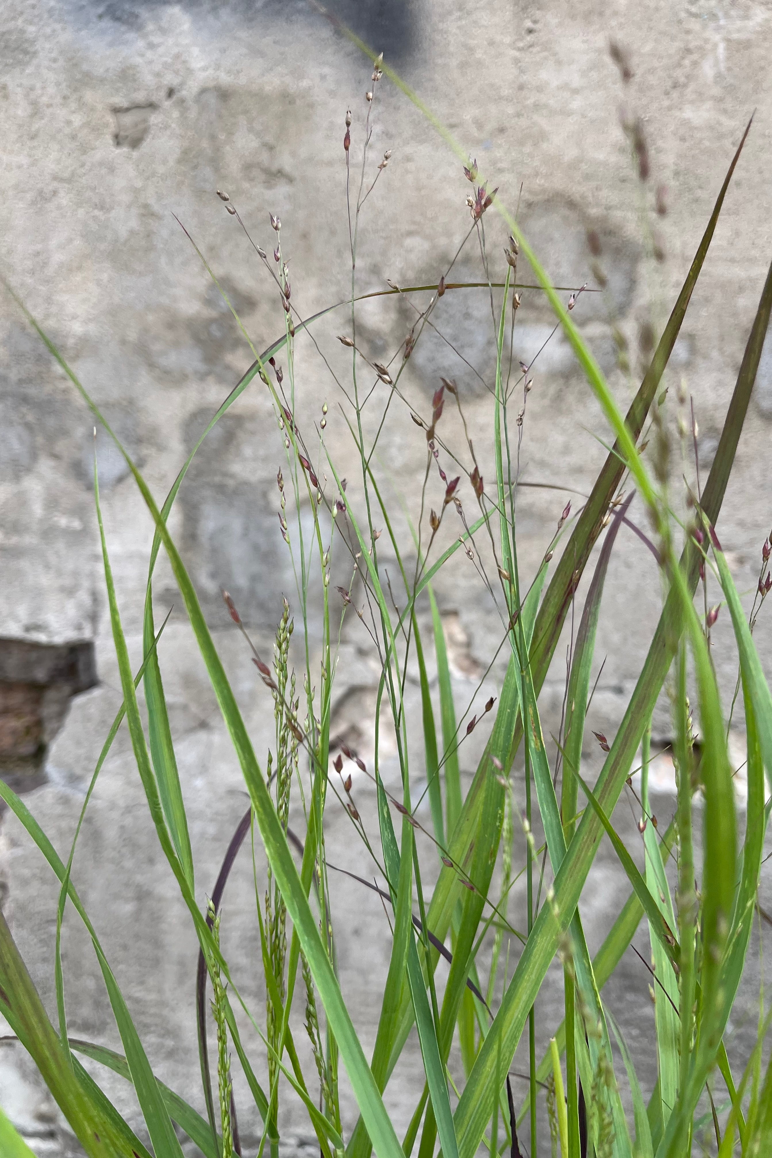 A detail of the green blades of the Panicum 'Shenandoah' in mid August, the foliage just starting to turn burgundy