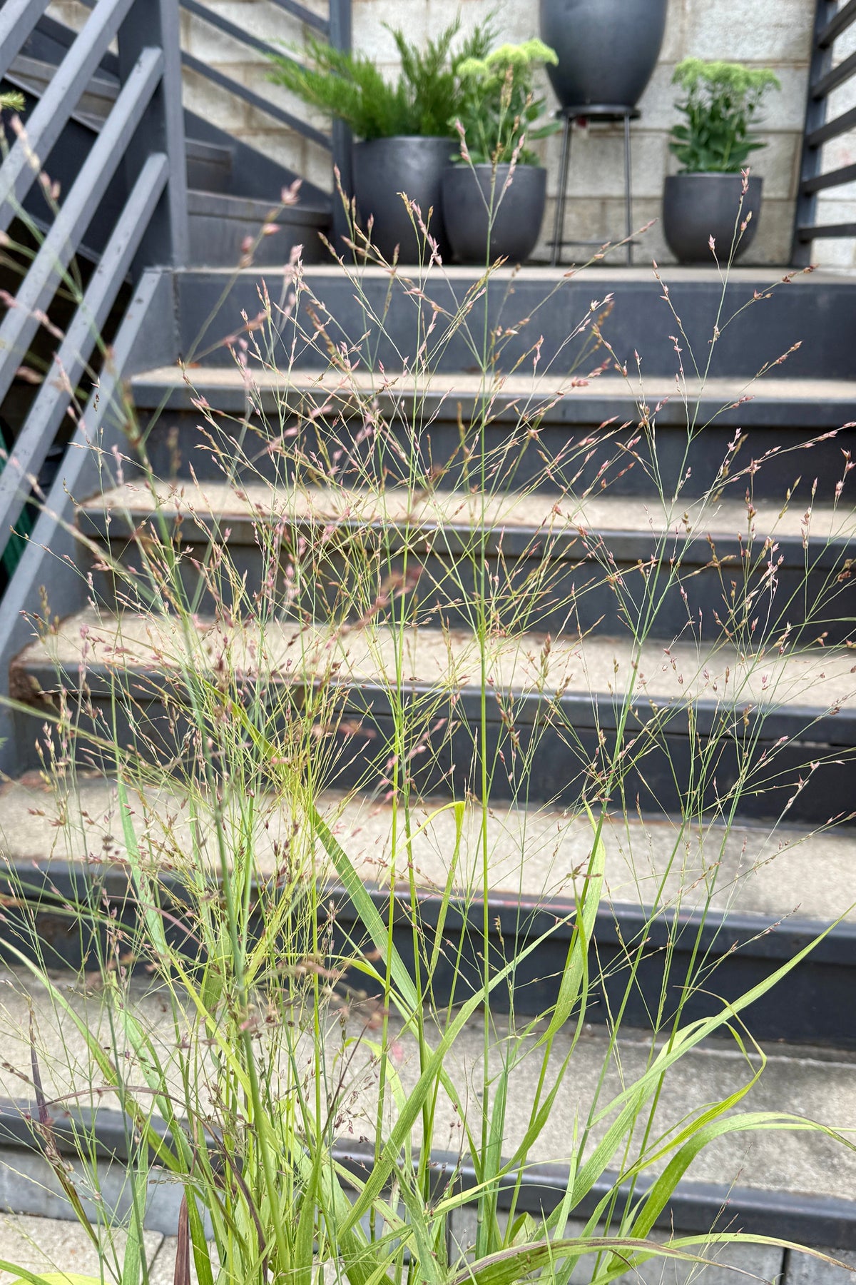 Panicum v. 'Shenandoah' in bloom mid August ©Sprout Home