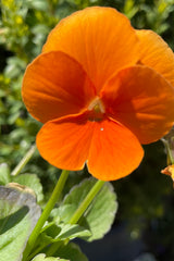 'Sorbet Deep Orange' pure bright viola flower in bloom light orange as the name implies. 