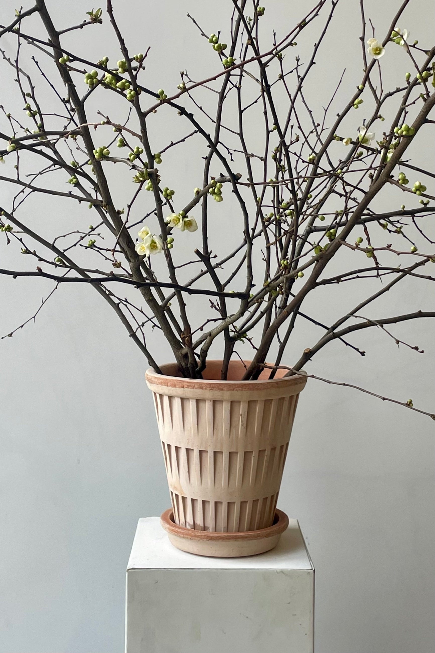 A terrcotta pot with a textured design with branches on a white wall. Pantheon pot by Bergs Potter. ©Sprout Home