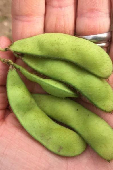 Hand holding a cluster of green Panther soybeans  ©Hudson Valley Seed Co.