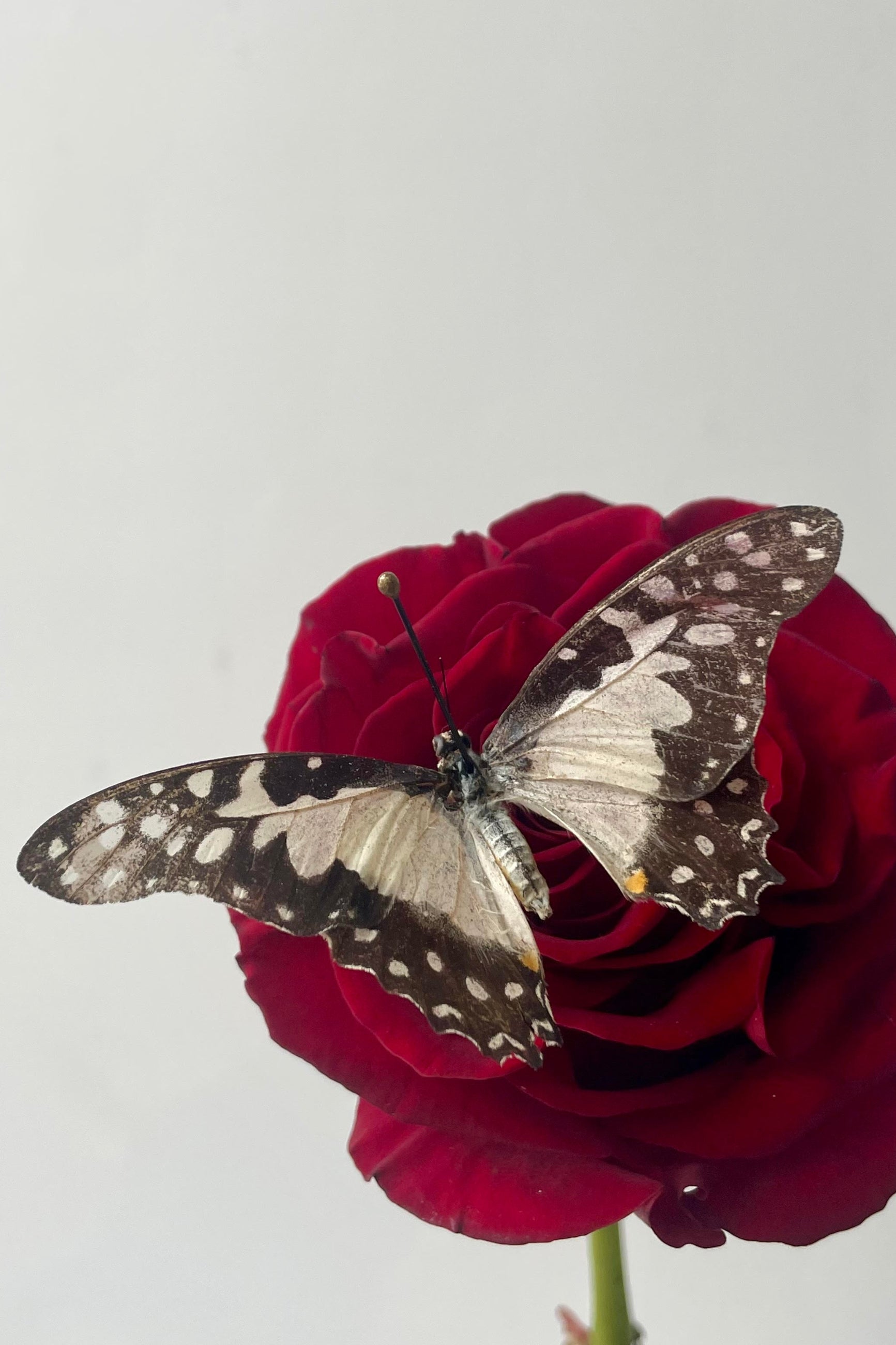 A white and black butterfly on a red rose ©Sprout Home
