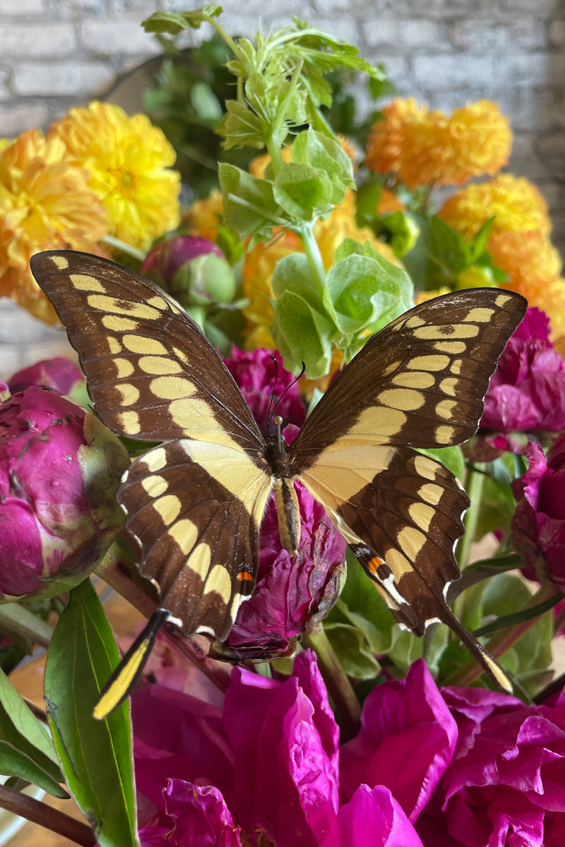 Papilio cresphontes giant swallowtail posed on magenta flowers. 