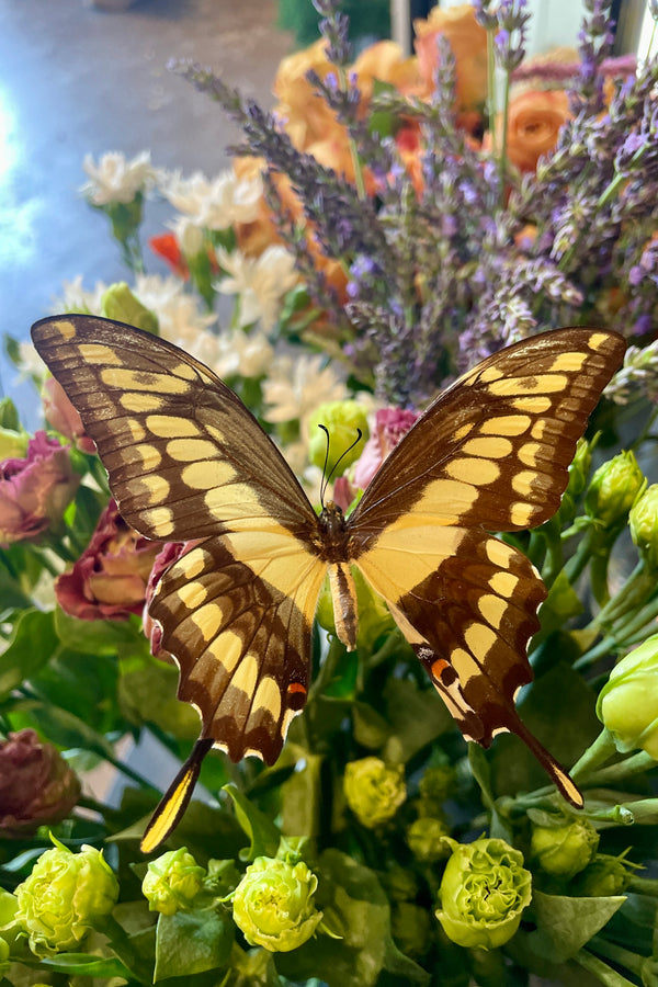 The Papilio cresphontes butterfly shown from the topside with its yellow and brown wings at Sprout Home.