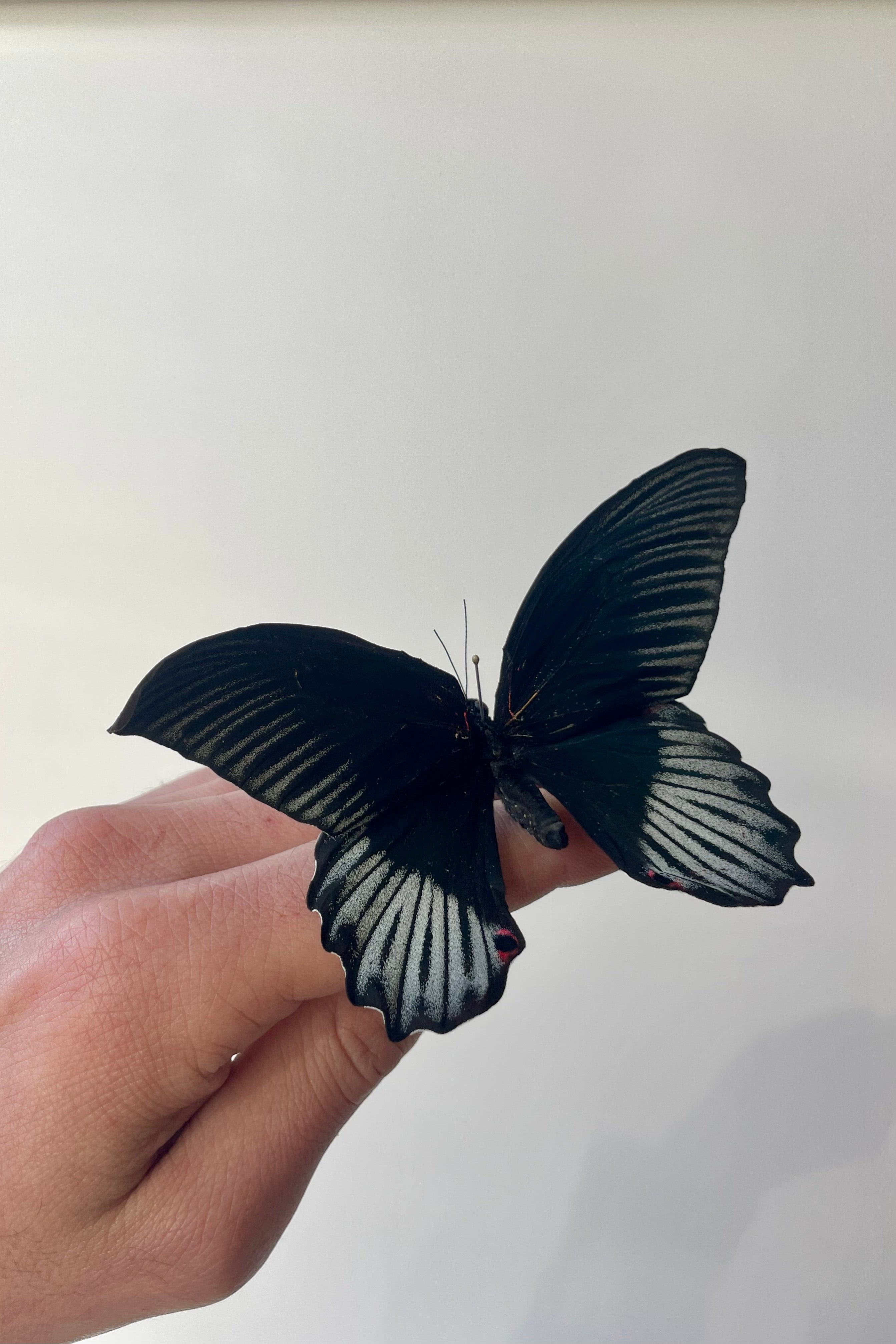 Photo of the black and white wings of a preserved specimen of Papilio rumanzovia butterfly against a white wall.