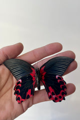 Photo of a hand holding the black and red wings of Papilio rumanzovia butterfly against a white wall.