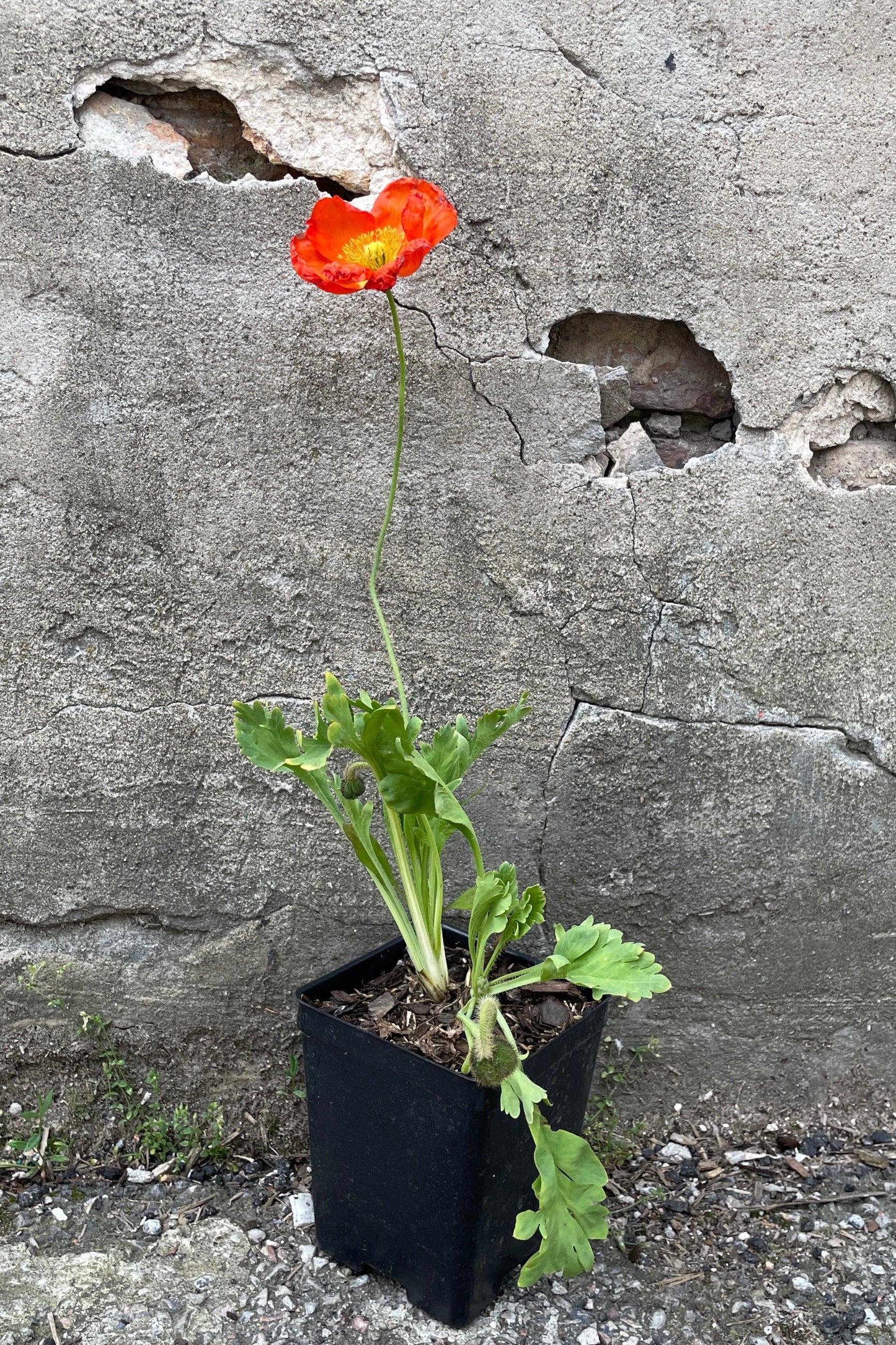Papaver 'Champagne Bubbles' in a qt size growers pot in bloom with orange flower the end of May at Sprout Home.  ©Sprout Home