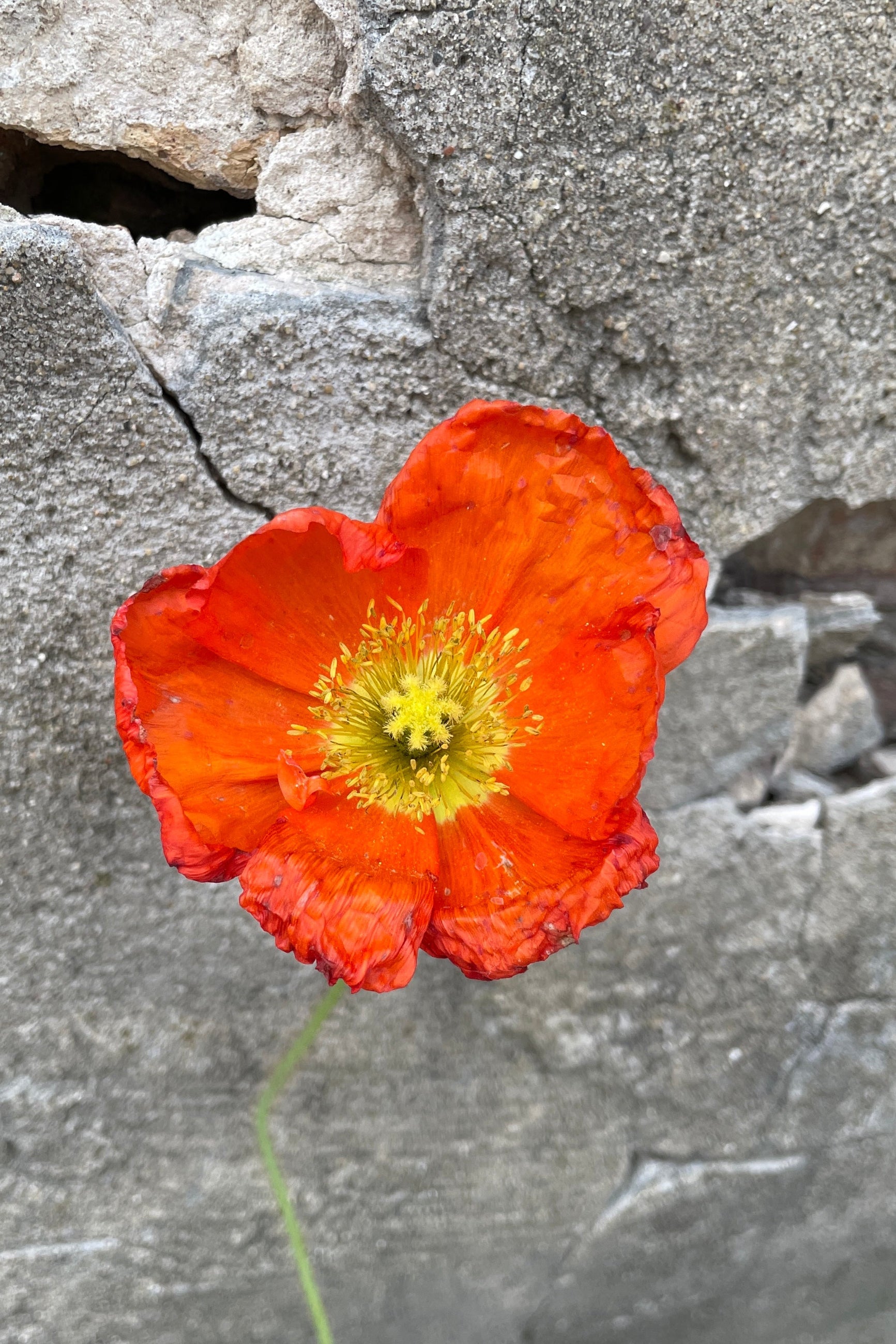 A 'Champagne Bubbles' poppy in bloom with orange petals the end of May at Sprout Home.  ©Sprout Home