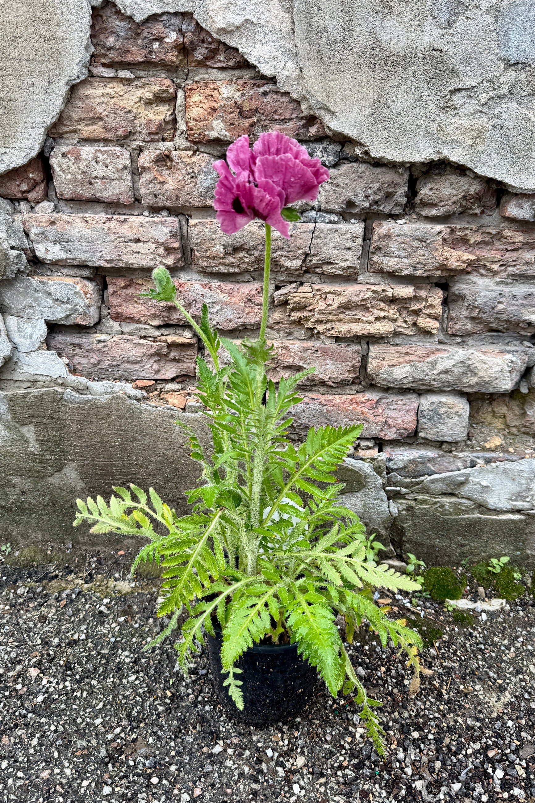 Papaver o. 'Marlene' in a #1 growers pot the end of May in bloom ©Sprout Home