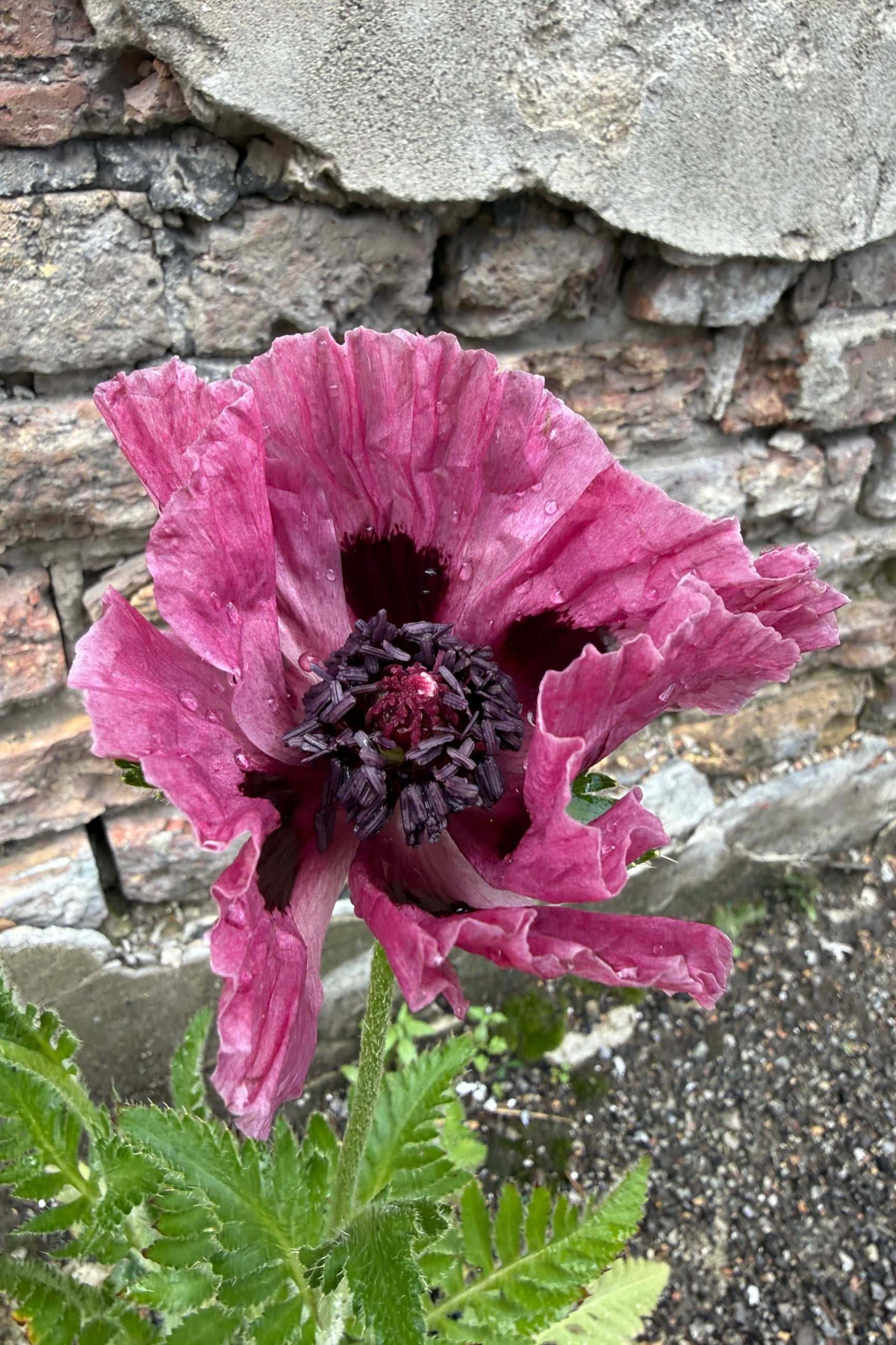 Pink flower of Papaver o. 'Marlene' blooming the end of May with a dark center against a stone wall background ©Sprout Home