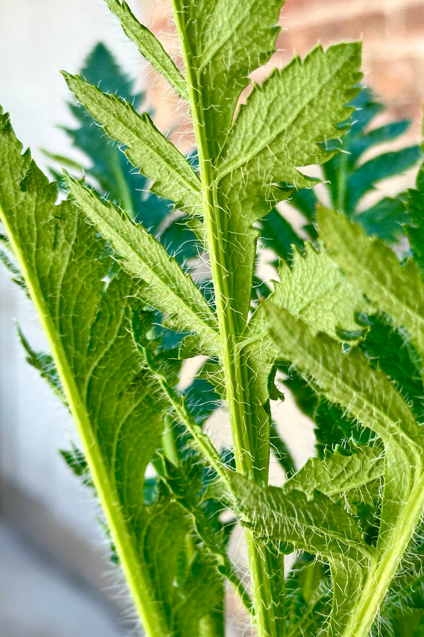Detail of the fringed green leaves of a Papavar orientalist plant the end of April before blooming. 