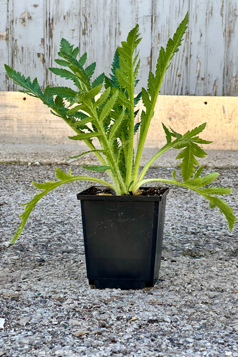 Papaver plant in a 1qt growers pot with its spring foliage before blooming.